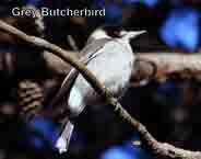 Butcherbird